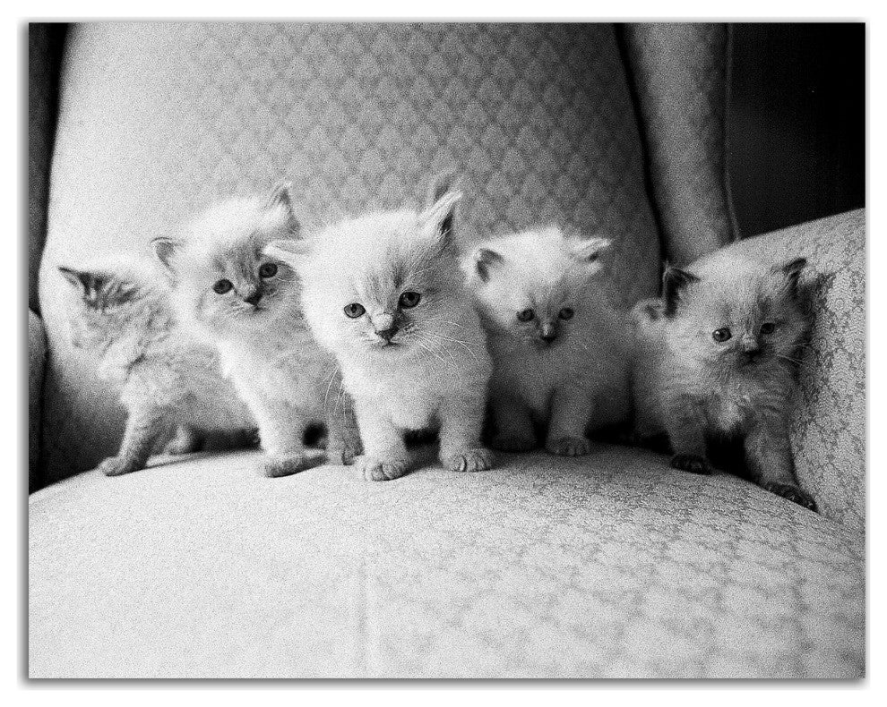 "Five Kittens" by Kim Levin, Print on Canvas, 20"x16"