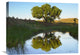 "Tree Reflecting In Creek Near Black Mesa State Park, Oklahoma" Artwork