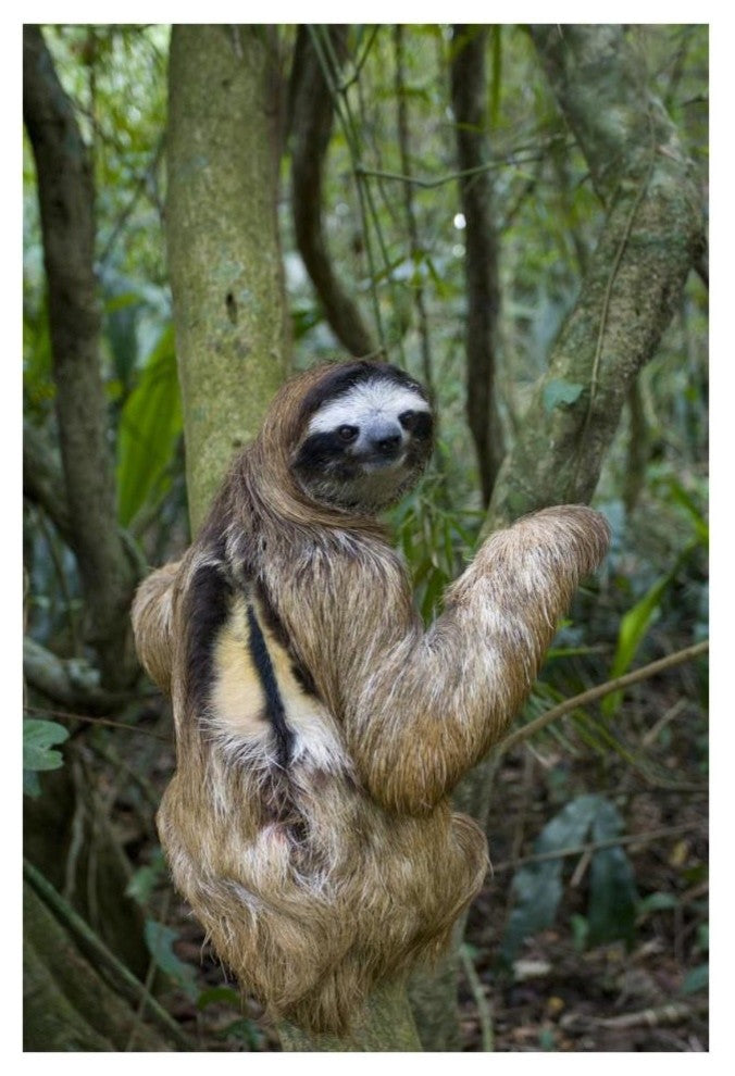 "Brown-throated 3-toed Sloth male, Aviarios Sloth Sanctuary" Paper Art, 26"x38"