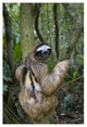 "Brown-throated 3-toed Sloth male, Aviarios Sloth Sanctuary" Paper Art, 26"x38"