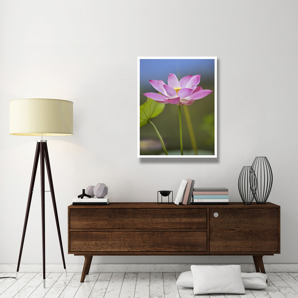 "Sacred Lotus flower, native to Asia" Paper Print by Tim Fitzharris, 32"x42"
