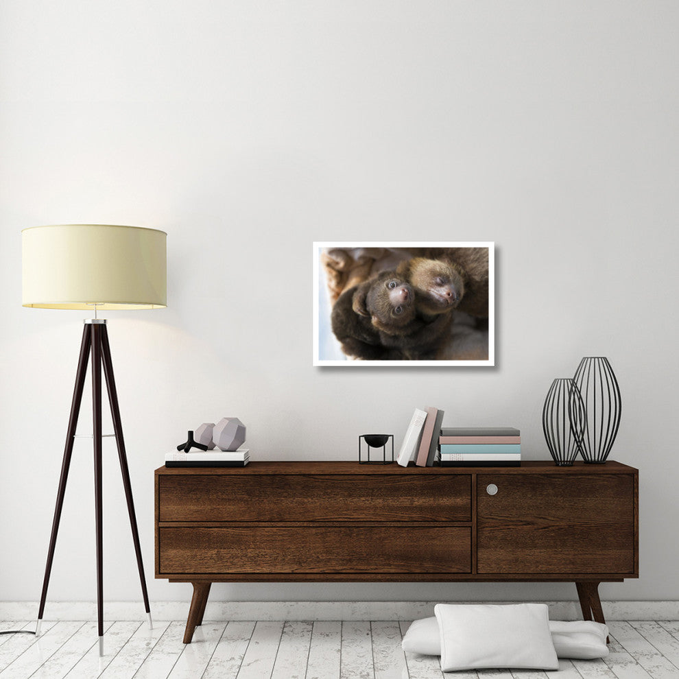 "Hoffmann's 2-toed Sloth babies, Aviarios Sloth Sanctuary" Paper Art, 32"x22"