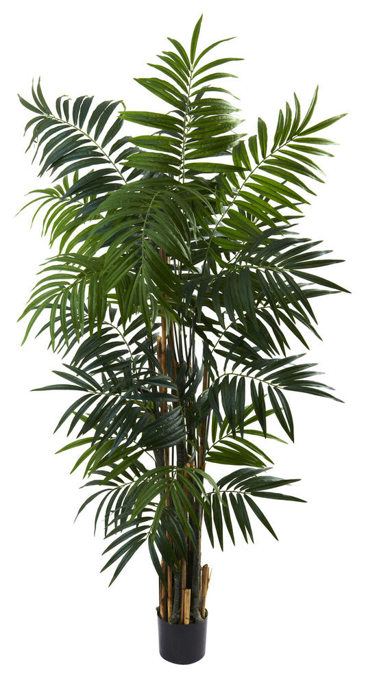 6' Bulb Areca Palm Tree