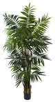 6' Bulb Areca Palm Tree