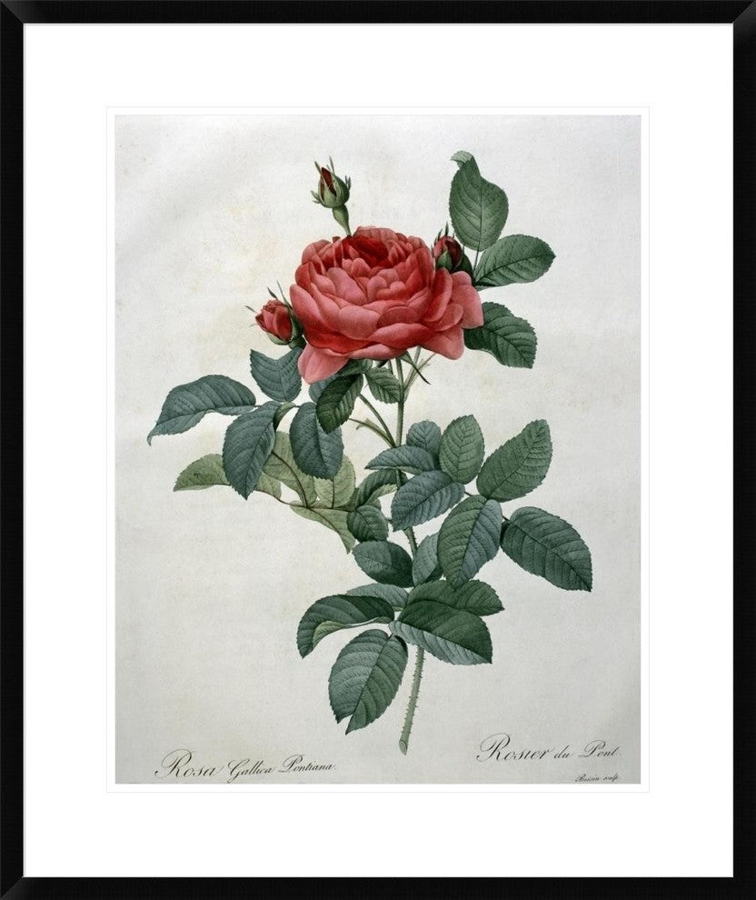"Rosa Gallica (Pontiana)" Framed Digital Print by Pierre Joseph Redoute, 25x30"