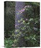 "Coast Redwood Trunk And Pacific Rhododendron, Redwood Np, California" Artwork