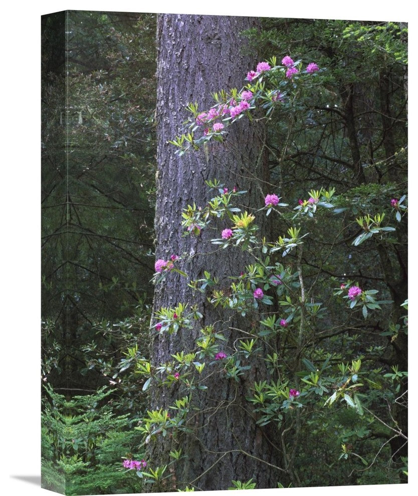 "Coast Redwood Trunk And Pacific Rhododendron, Redwood Np, California" Artwork