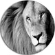 Lion Head In Grey, Animal Digital Art Round Metal Wall Art, 23"