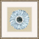 Daisy 1, Giclee Reproduction Artwork