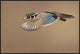 "Wood Duck" Framed Canvas Giclee by Mircea Costina, 37x25"