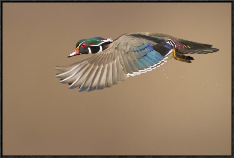 "Wood Duck" Framed Canvas Giclee by Mircea Costina, 37x25"
