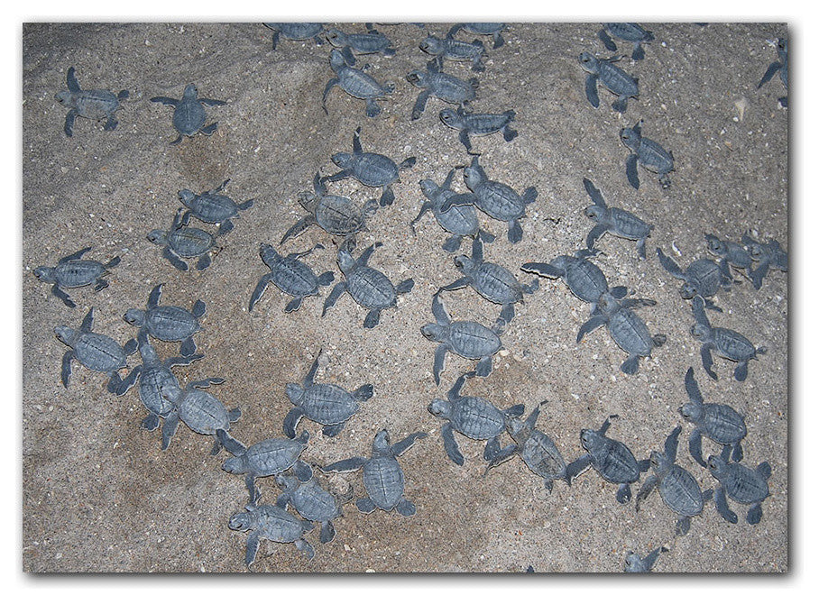 Ready2hangart Christopher Doherty Photography 'Turtle' Canvas Wall Art