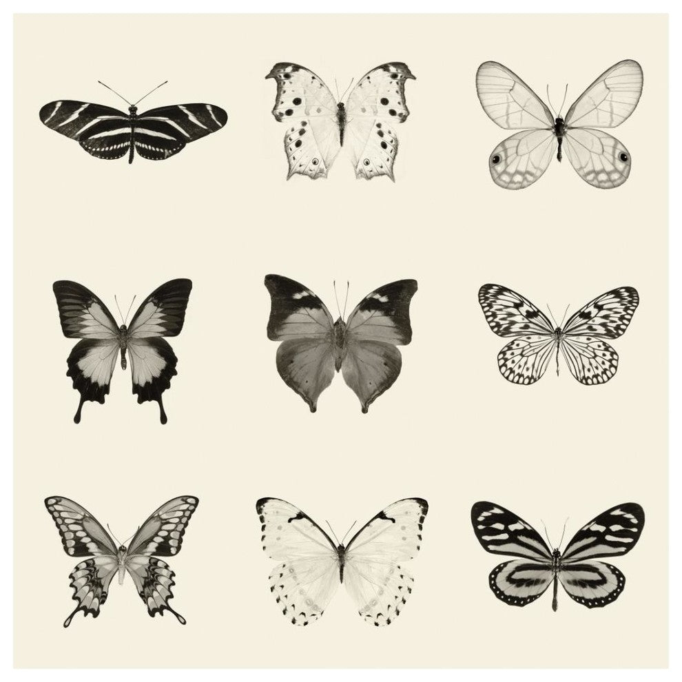 "Butterfly - BW 9 Patch" Digital Paper Print by Debra Van Swearingen, 32"x32"