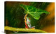 "Ohh Noo - Its Raining" Stretched Canvas Giclee by Kutub Uddin, 22x15"