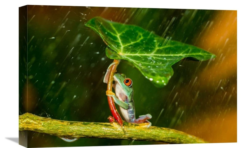 "Ohh Noo - Its Raining" Stretched Canvas Giclee by Kutub Uddin, 22x15"