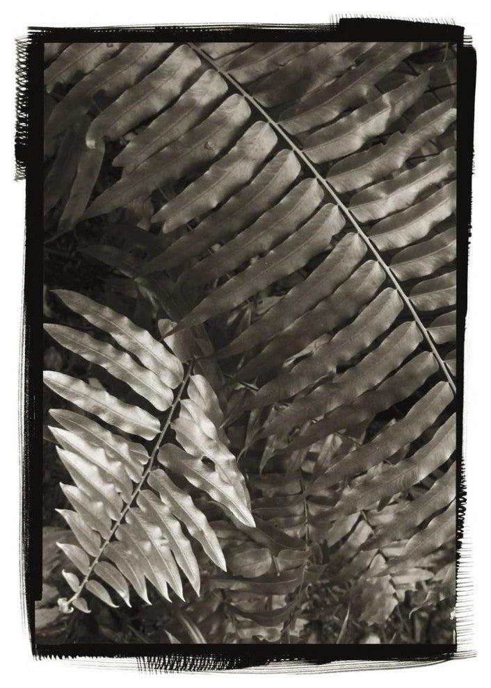 "Fern I v2" Digital Paper Print by Debra Van Swearingen, 23"x32"