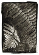 "Fern I v2" Digital Paper Print by Debra Van Swearingen, 23"x32"