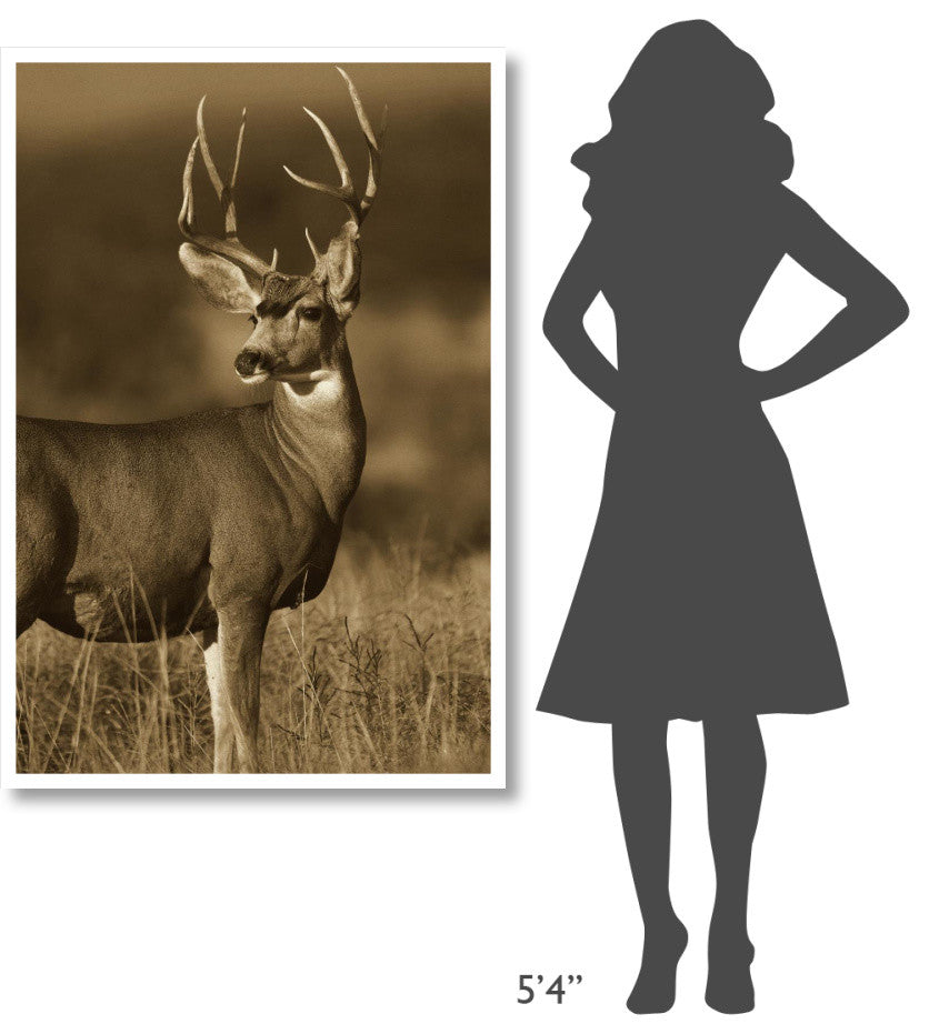 "Mule Deer male in dry grass, North America - Sepia" Paper Art, 34"x50"
