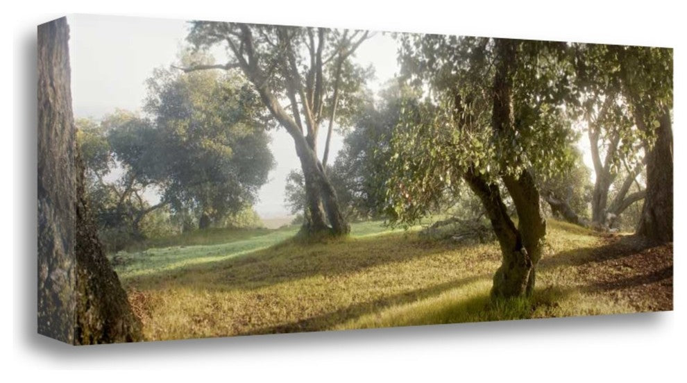 "Oak Tree - 71" By Alan Blaustein, Giclee Print on Gallery Wrap Canvas