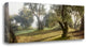 "Oak Tree - 71" By Alan Blaustein, Giclee Print on Gallery Wrap Canvas