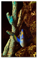 'Fish in the Rocks' Canvas Art by Kurt Shaffer