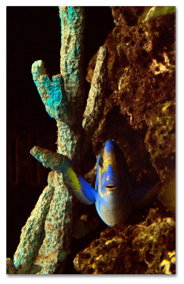 'Fish in the Rocks' Canvas Art by Kurt Shaffer