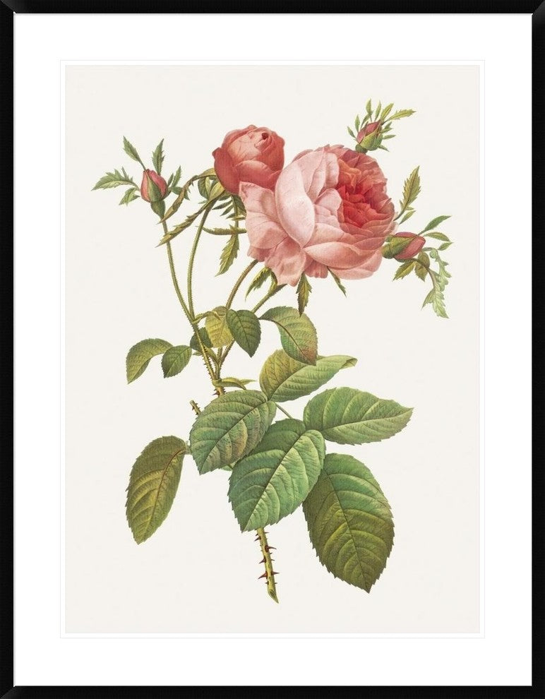 "Rosa Centrifolia Foliacea" Framed Digital Print by Pierre Redoute, 32x40"