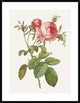 "Rosa Centrifolia Foliacea" Framed Digital Print by Pierre Redoute, 32x40"