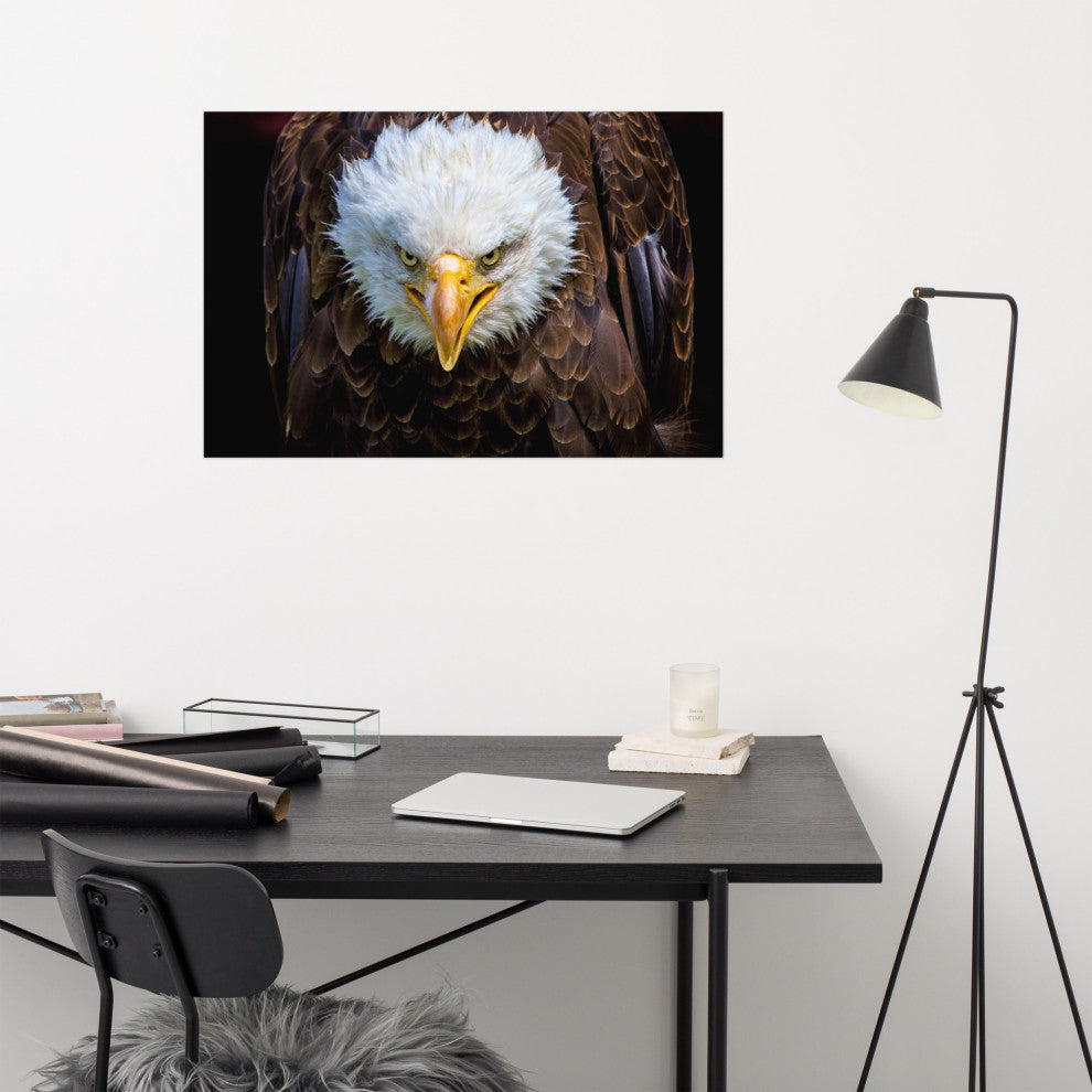 Bald Eagle Portrait Close-up Loose Wall Art Print, 24" X 36"
