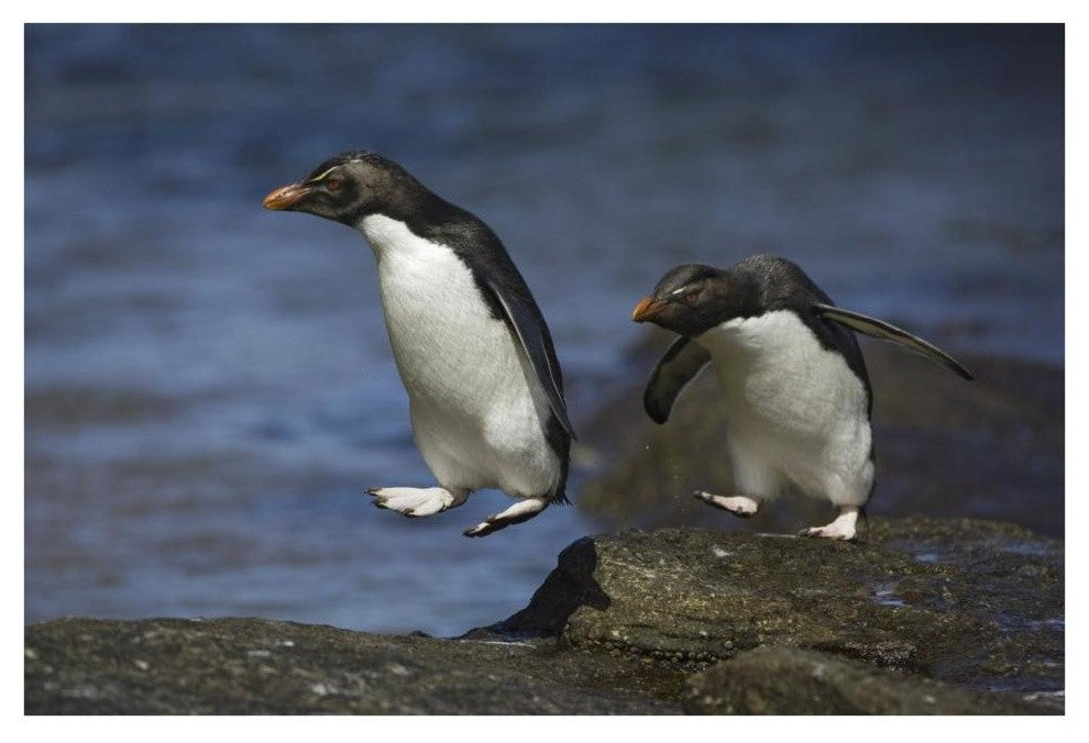 "Rockhopper Penguin hopping, New Island, Falkland Islands" Paper Art, 38"x26"