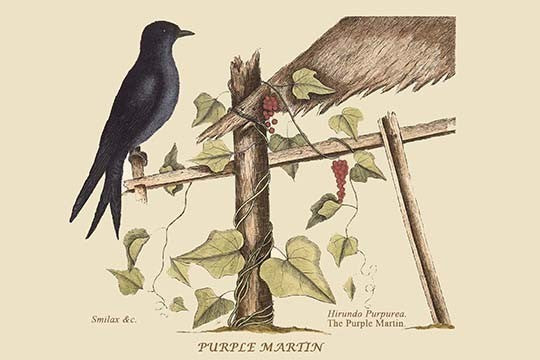 Purple Martin - Gallery Wrapped Canvas Art 28" x 42"