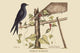 Purple Martin - Gallery Wrapped Canvas Art 28" x 42"