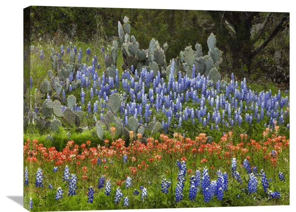 "Bluebonnet And Pricky Pear Cactus, Texas" Artwork, 32" x 24"