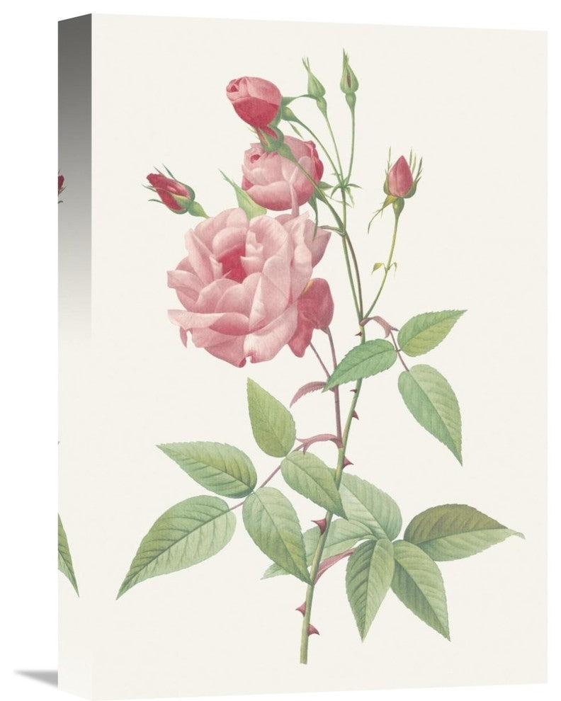 "Rosa Indica Vulgaris" Artwork, 12" x 18"