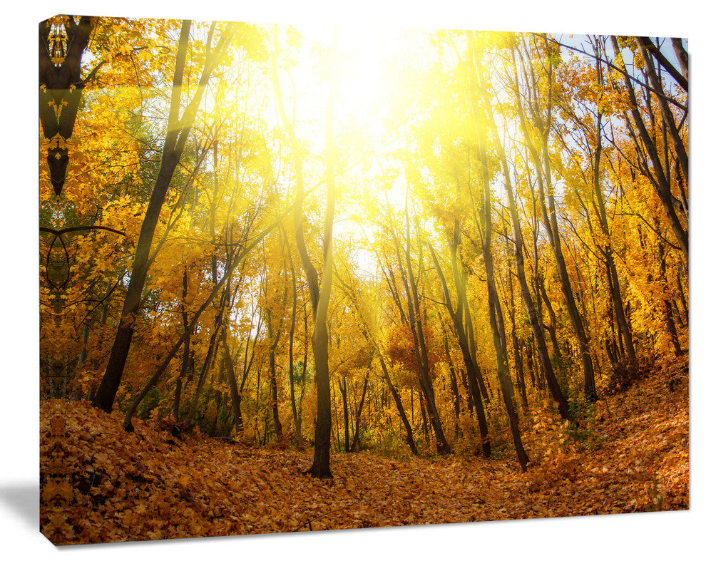 Yellow Autumn Forest in Sunlight, Forest Canvas Art Print, 40"x30"