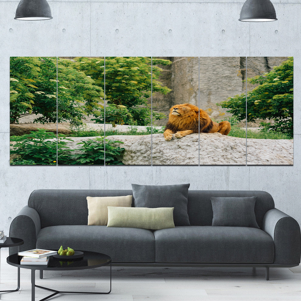 Big Lion Lying On Stones in Zoo, Landscape Canvas Art Print, 70"x28", 6 Panels