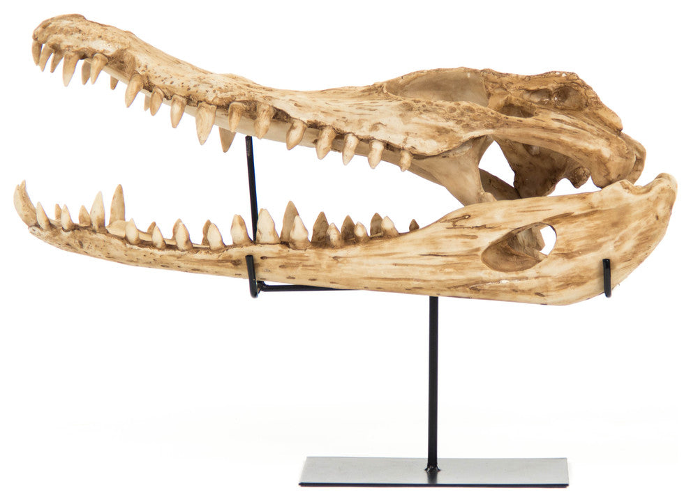 Alligator Skull Statue