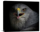 "War Cry" Stretched Canvas Giclee by Ferdinando Valverde, 22x19"