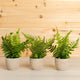 Potted Fern, 3-Piece Set, 9.5"H Plastic