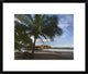 "Palm trees line Pelada Beach, Costa Rica"  by Tim Fitzharris, 24x20"