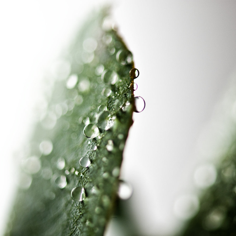 "Drops of Danielle, Five" Metal, 30"x30"