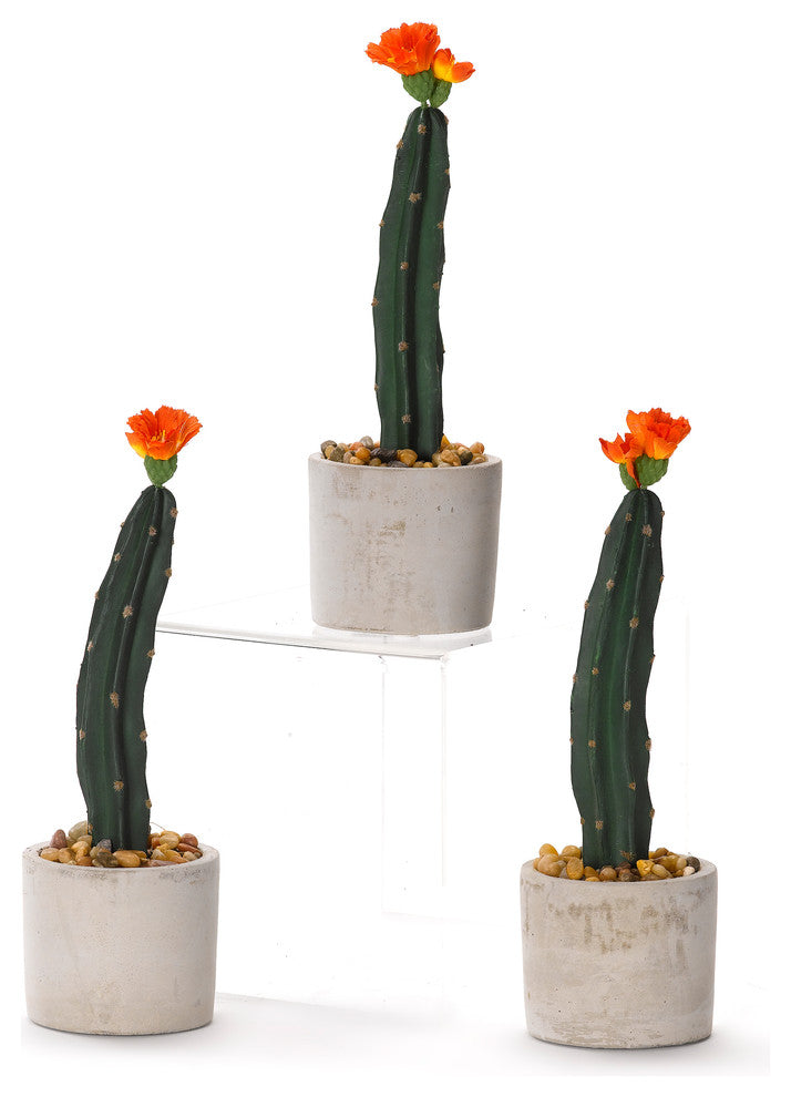 Mini Cactus in Cement Planter, Set of 3
