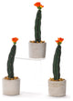 Mini Cactus in Cement Planter, Set of 3