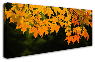 Kurt Shaffer 'October Maple' Canvas Art