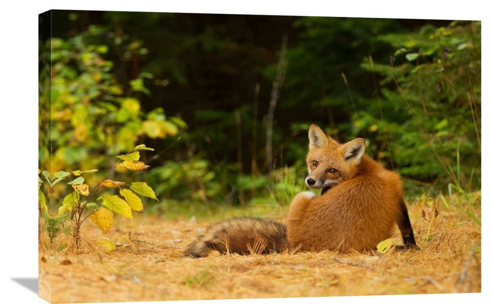 "Redfox, Algonquin Park" Stretched Canvas Giclee by Jim Cumming, 30"x20"