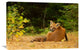 "Redfox, Algonquin Park" Stretched Canvas Giclee by Jim Cumming, 30"x20"