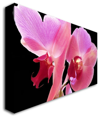 'Orchid' Canvas Art by Kathie McCurdy