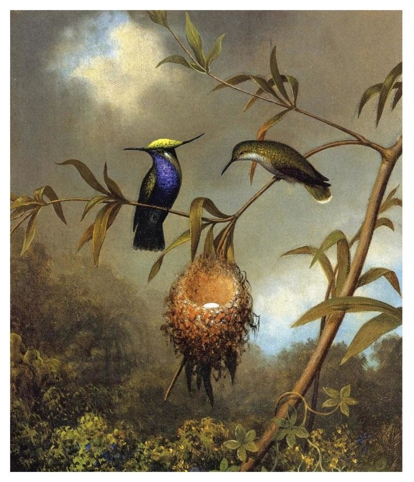 "Black Breasted Plovercrest" Print by Martin Johnson Heade, 21"x24"