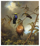 "Black Breasted Plovercrest" Print by Martin Johnson Heade, 21"x24"