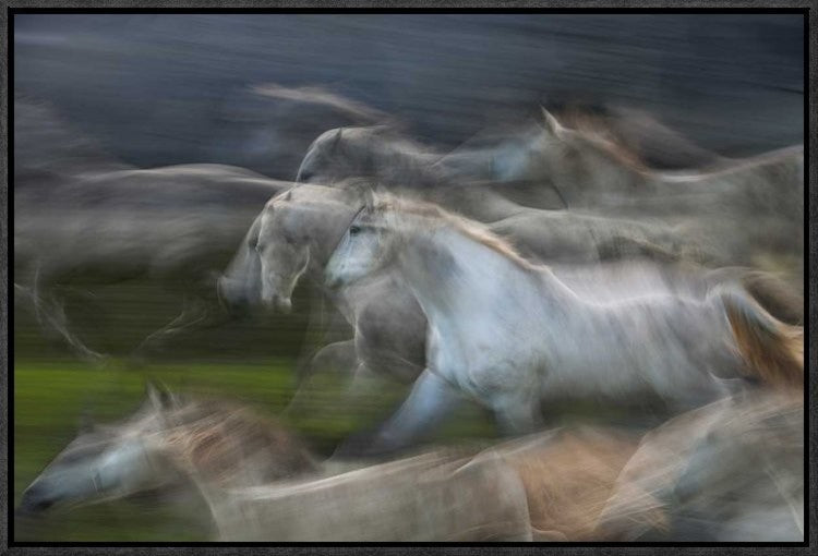 "Stampedo" Framed Canvas Giclee by Milan Malovrh, 23x16"